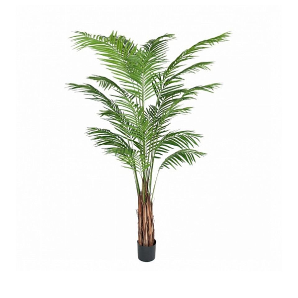 Götessons Areca palm H.2100