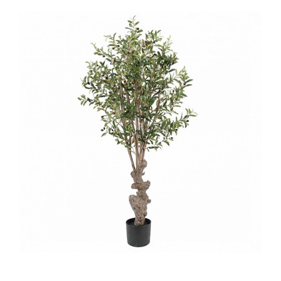 Götessons Olive Tree H.1600