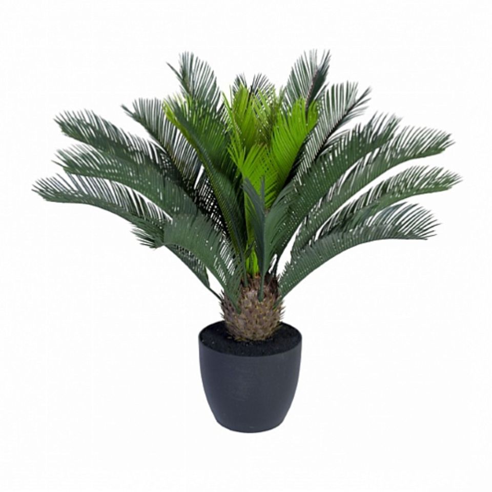 Götessons Cycas-Palme inkl. Topf H.700